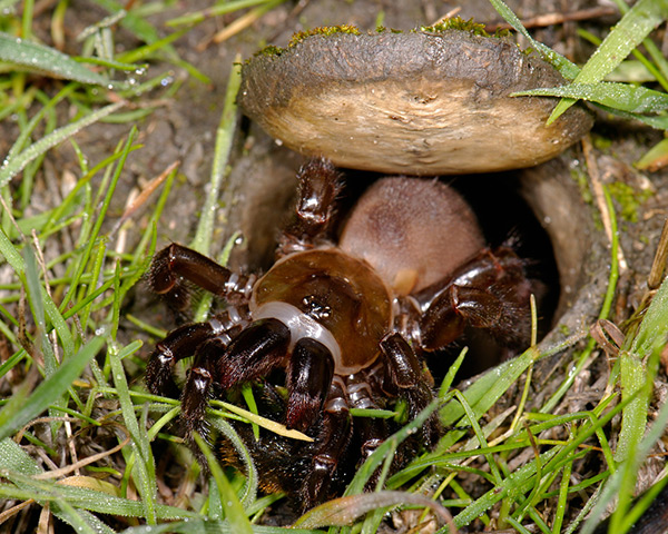 Павук ктенізід (Ctenizidae)