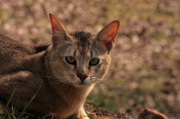 Chausie