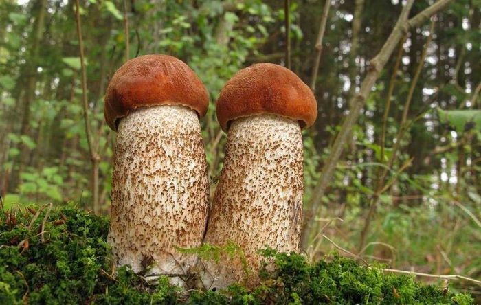 Гриб підосиковик фото (лат. Leccinum aurantiacum)