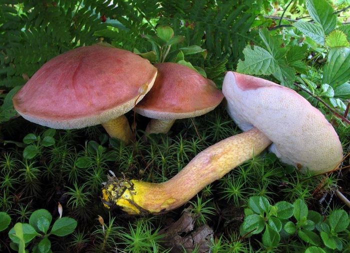 Красноголовець окрашенноногій (лат. Harrya chromapes, Tylopilus chromapes, Leccinum chromapes)