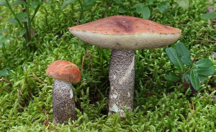 Красноголовік сосновий (лат. Leccinum vulpinum)