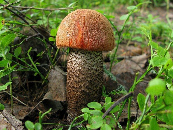 Красноголовік ялиновий (лат. Leccinum piceinum)