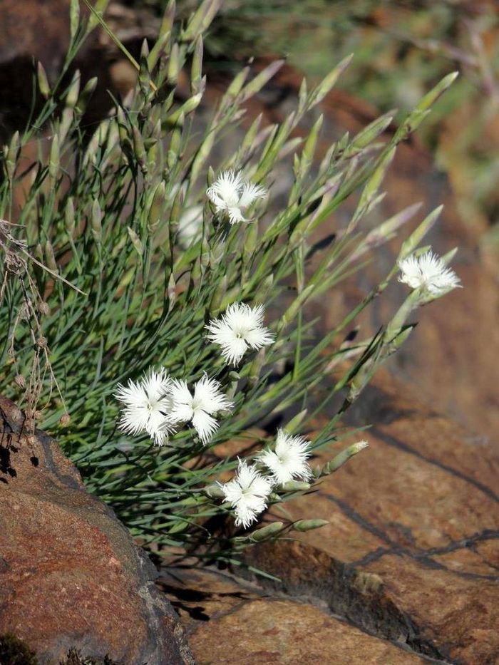 Рослина гвоздика іглолістная фото (лат. Dianthus acicularis)