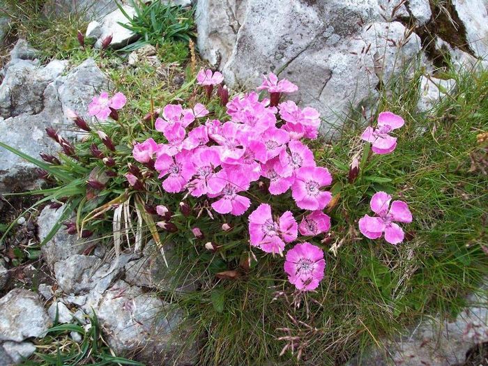 Гвоздика альпійська фото (лат. Dianthus alpinus)