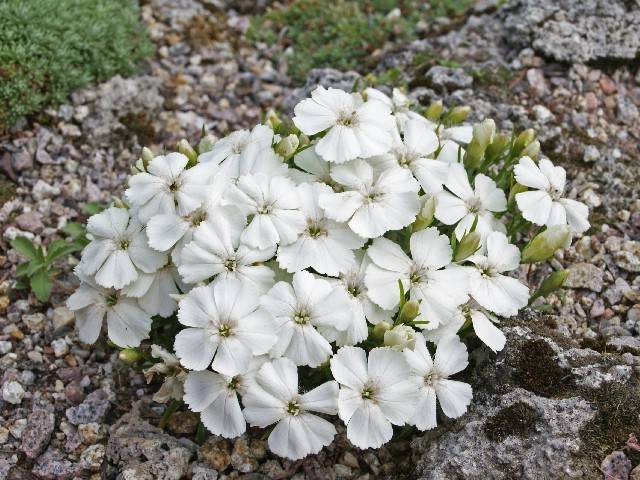 Альпійська гвоздика сорти Albus (Альбус)