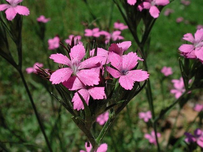 Гвоздика армеріевідная фото (лат. Dianthus armeria)