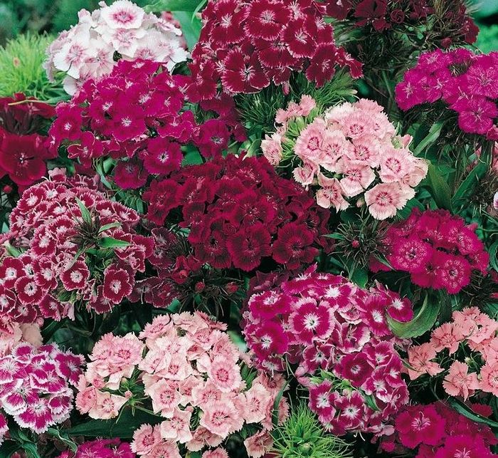 Турецька гвоздика фото (лат. Dianthus barbatus)