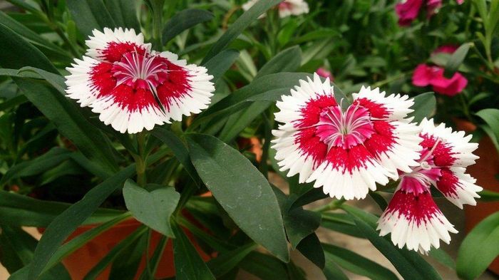 Китайська гвоздика фото (лат. Dianthus chinensis)