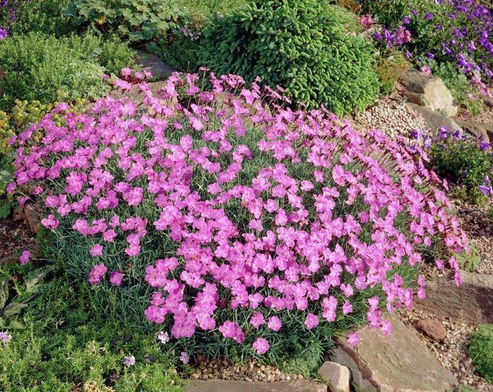 Гвоздика сиза фото (лат. Dianthus gratianopolitanus)