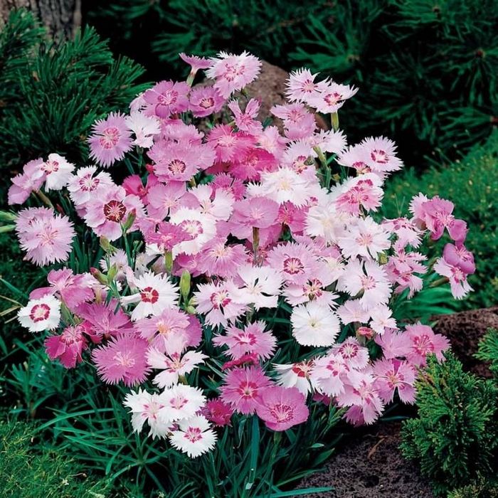 Гвоздика периста фото (лат. Dianthus plumarius)