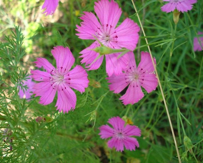 Гвоздика лугова фото (лат. Dianthus pratensis)