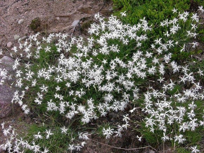 Гвоздика піщана фото (лат. Dianthus arenarius)