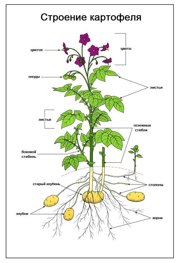 Будова картоплі фото
