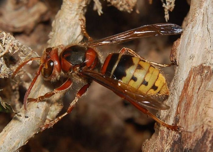 Робочий шершень Vespa crabro фото