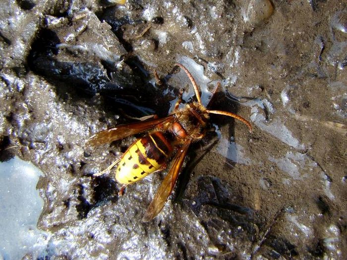 Шершень самець Vespa crabro фото