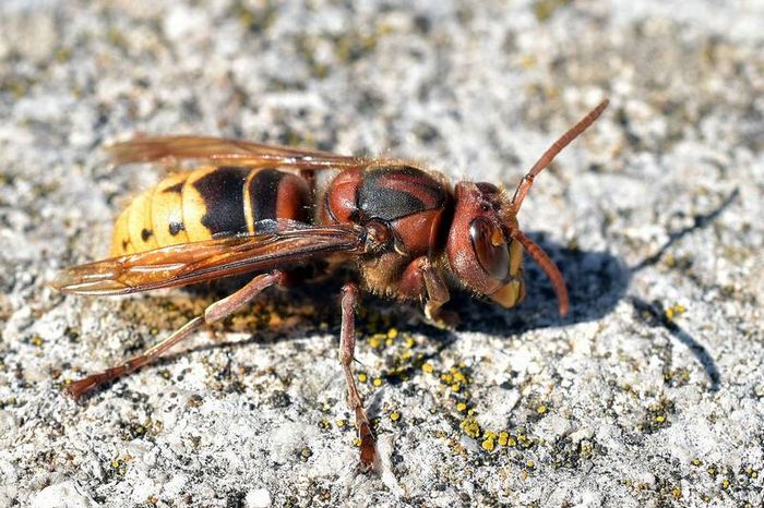 Шершень звичайний (оса Шершньова) фото (лат. Vespa crabro)