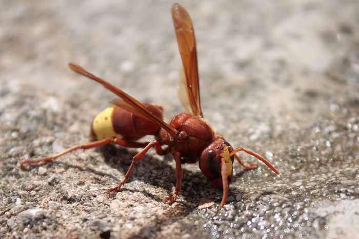 Східний шершень (східна оса) фото (лат. Vespa orientalis)