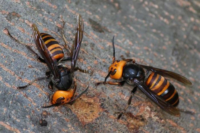 Японський шершень фото (лат. Vespa mandarinia japonica)