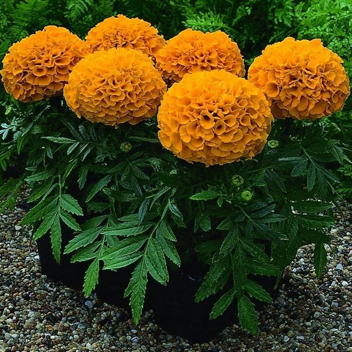 Чорнобривці прямостоячі Антигуа фото (Tagetes erecta Antigua)