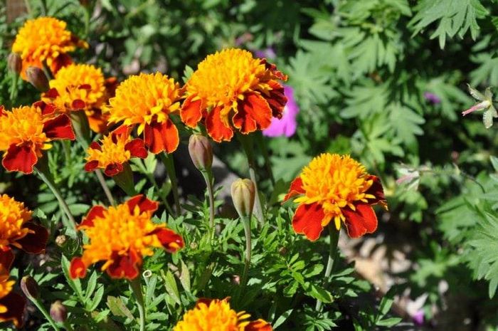 Червоно-жовті відхилені чорнобривці Тигрові очі фото (Tagetes patula Tiger eyes)