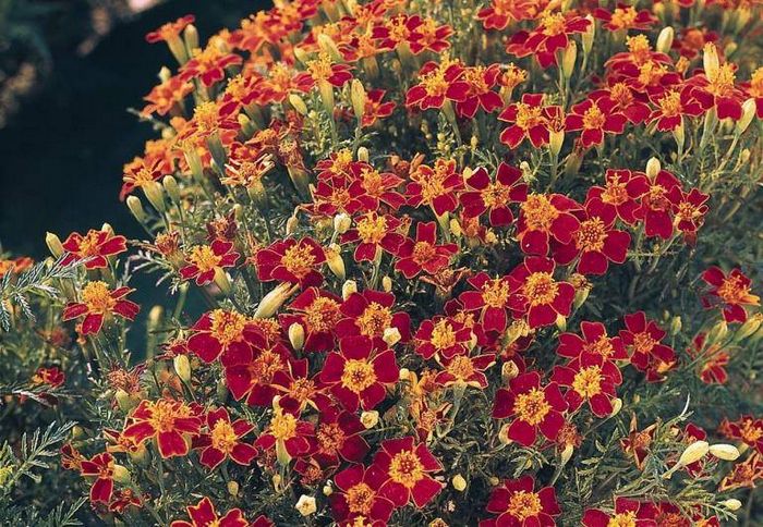 Чорнобривці узколистние (мексиканські) Орнамент фото (лат. Tagetes tenuifolia Ornament)