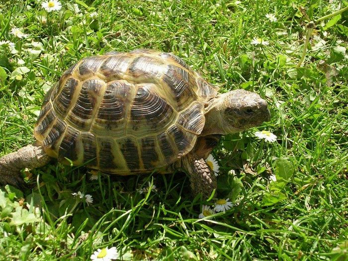 Середньоазіатська черепаха Testudo (Agrionemys) horsfieldii