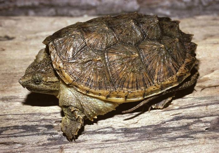 Кайманова черепаха (кусають) Chelydra serpentina