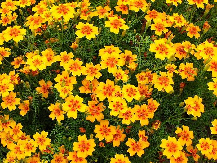 Чорнобривці тонколисті (мексиканські) Танжерин Джем фото (лат. Tagetes tenuifolia Tangerine Gem)