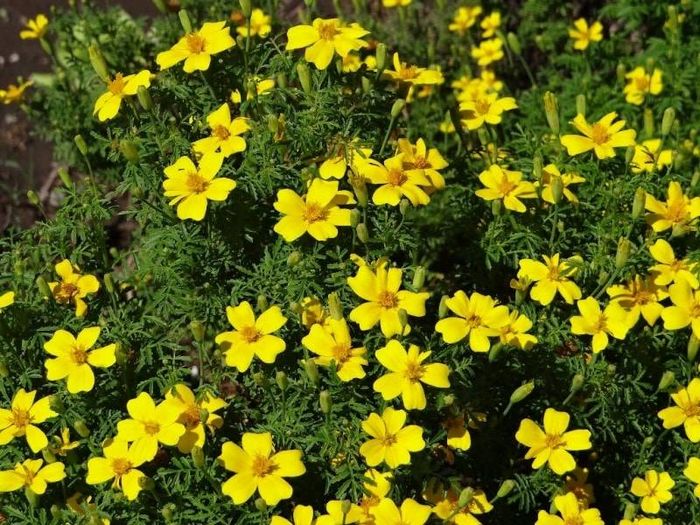 Чорнобривці Лимонна коштовність фото (Tagetes tenuifolia Lemon Gem)