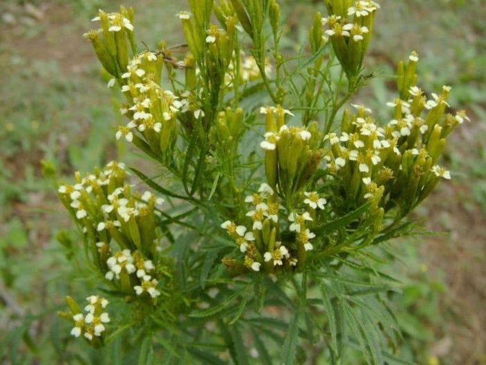 Чорнобривці дрібні фото (лат. Tagetes minuta)