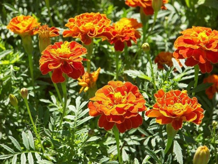 Гігантські прямостоячі чорнобривці сорти Золотий Долар фото (Tagetes erecta Gold Dollar)