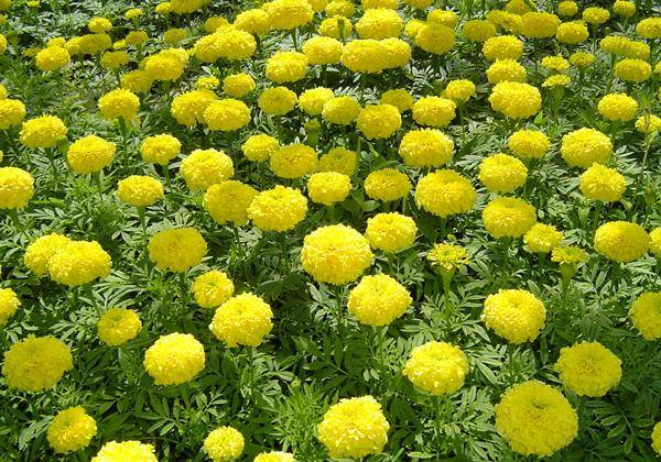 Гігантський сорт чорнобривців Лемон Куїн фото (Tagetes Lemon Queen)