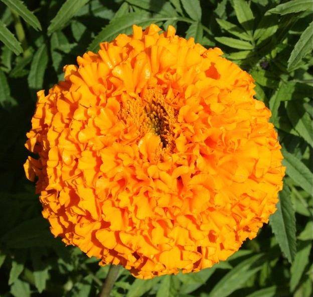 Гігантські прямостоячі помаранчеві чорнобривці Апельсин фото (Tagetes erecta orange)