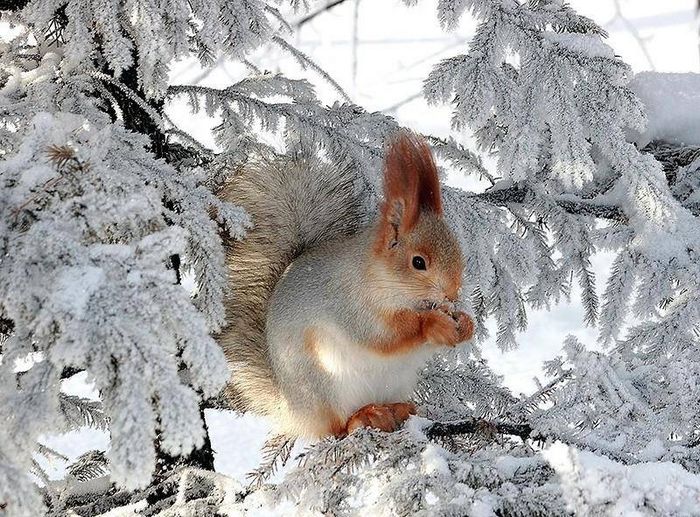 Білка взимку фото