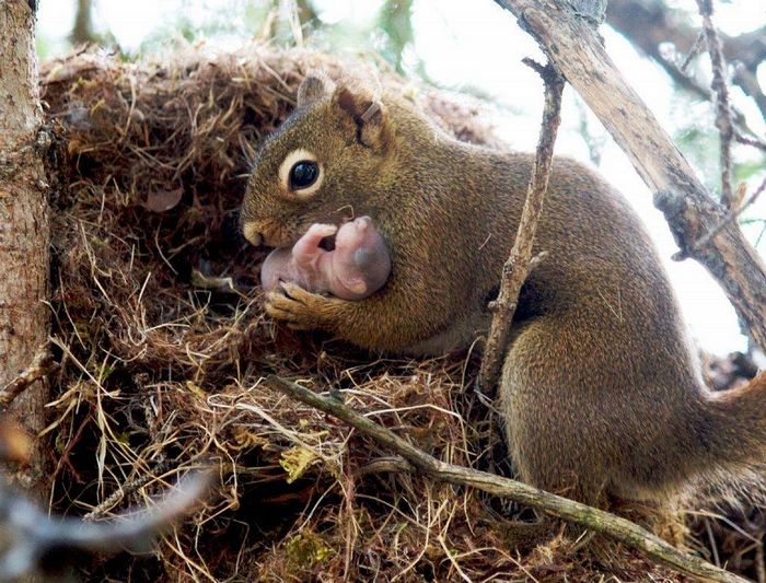 Новонароджений білченя і білка самка