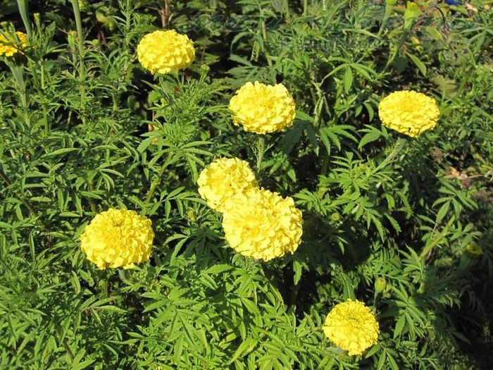 Високі прямостоячі чорнобривці сорти Лимонний Принц фото (Tagetes erecta Zitronen prinz)