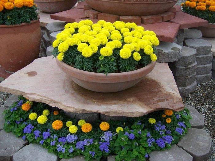 Низькі прямостоячі чорнобривці сорт Діскавері Жовтий фото (Tagetes Discovery Yellow)