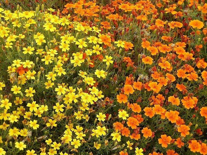 Карликові тонколисті чорнобривці серії Мімімікс фото (Tagetes tenuifolia Mimimix)