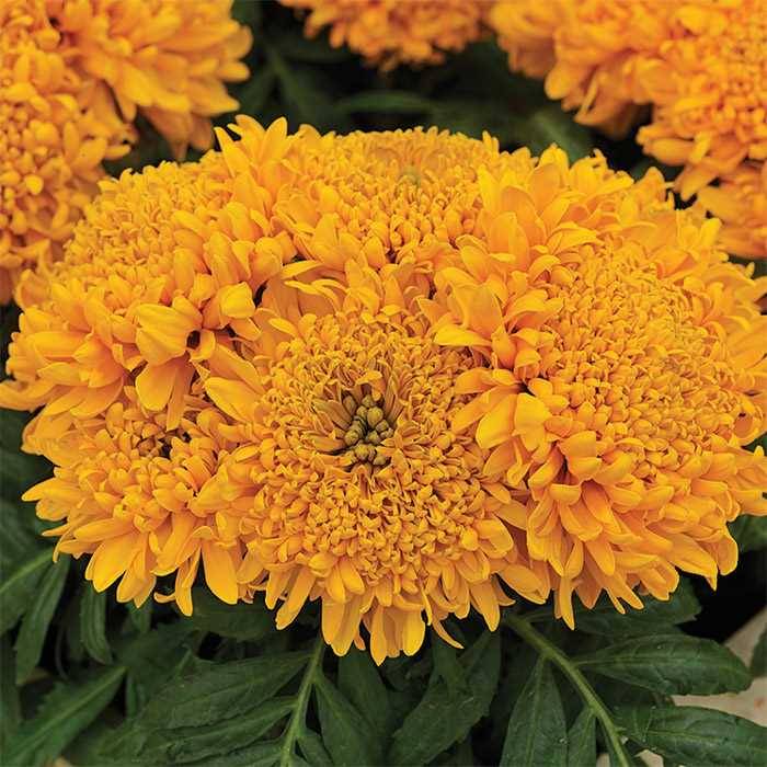 Прямостоячі карликові помаранчеві чорнобривці Лунас Оранж фото (Tagetes erecta Lunacy Orange)