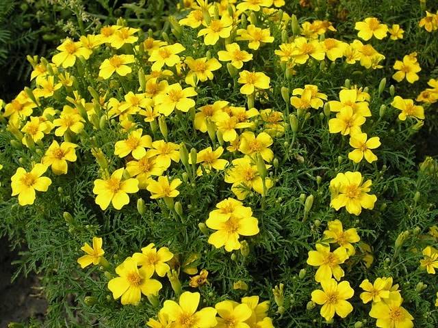 Прості жовті чорнобривці Лимонний Джем (Лемон Джем) фото (Tagetes tenuifolia Lemon Jam)