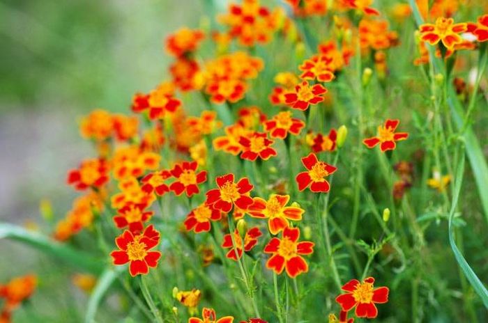 Прості червоно-жовті чорнобривці Паприка фото (Tagetes tenuifolia Paprika)