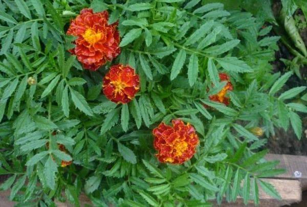 Напівмахрові чорнобривці Червона брокад фото (Tagetes patula Red Brokade)