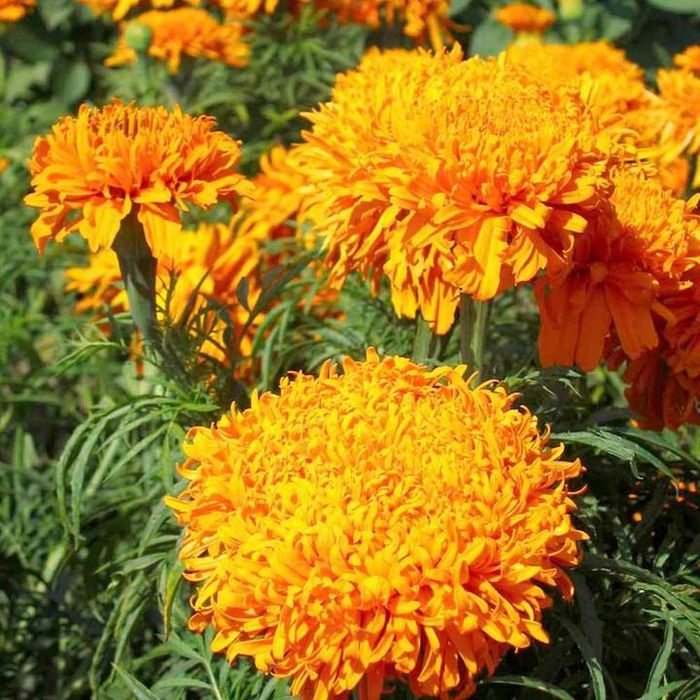 Махрові помаранчеві чорнобривці Фантастик Оранж фото (Tagetes erecta Fantastic Orange)