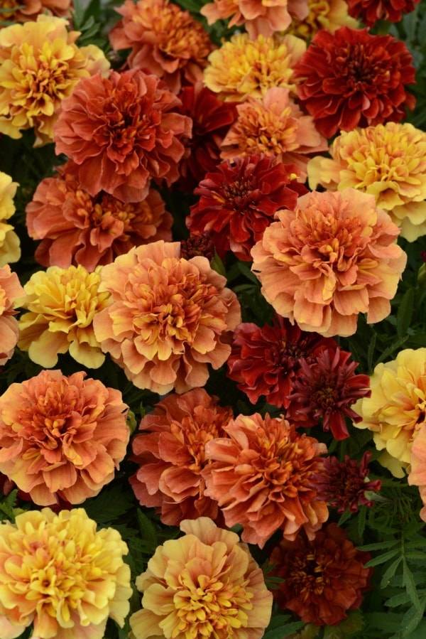 Чорнобривці сорт Полуничний блонд фото (Tagetes patula Strawberry Blonde)