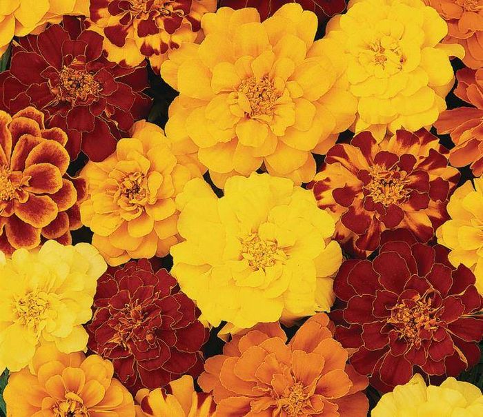 Анемоновідние чорнобривці сорти Дюранго фото (Tagetes patula Durango)