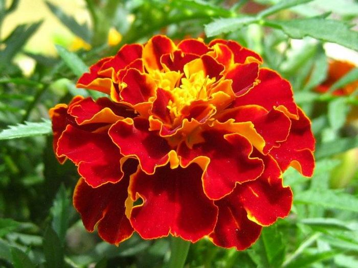 Махрові відхилені червоні чорнобривці Кармен фото (Tagetes patula Carmen)