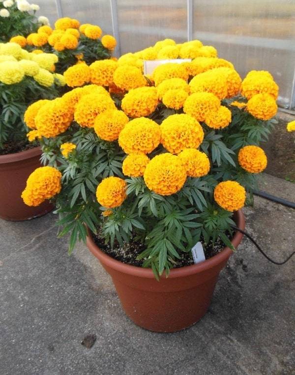 Хрізантемовідние золоті чорнобривці Тайшан Голд фото (Tagetes erecta Taishan Gold)