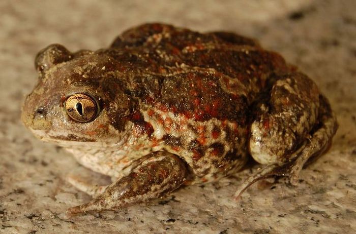 Чесночница звичайна (толстоголового травянка) фото (лат. Pelobates fuscus)