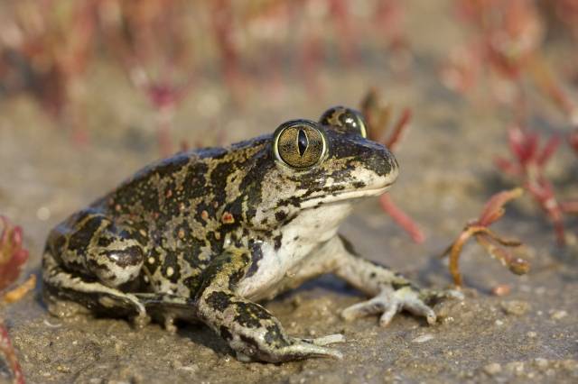 Сирійська землянка фото (лат. Pelobates syriacus)