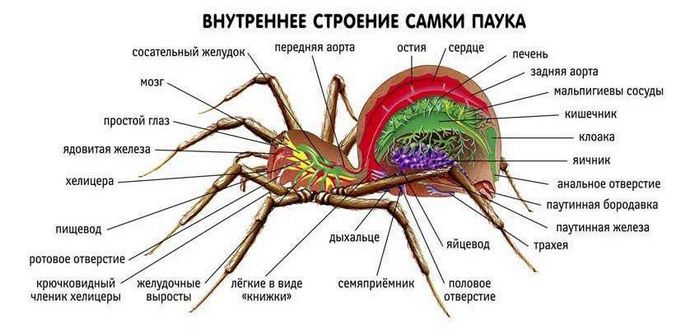 Внутрішня будова самки павука фото